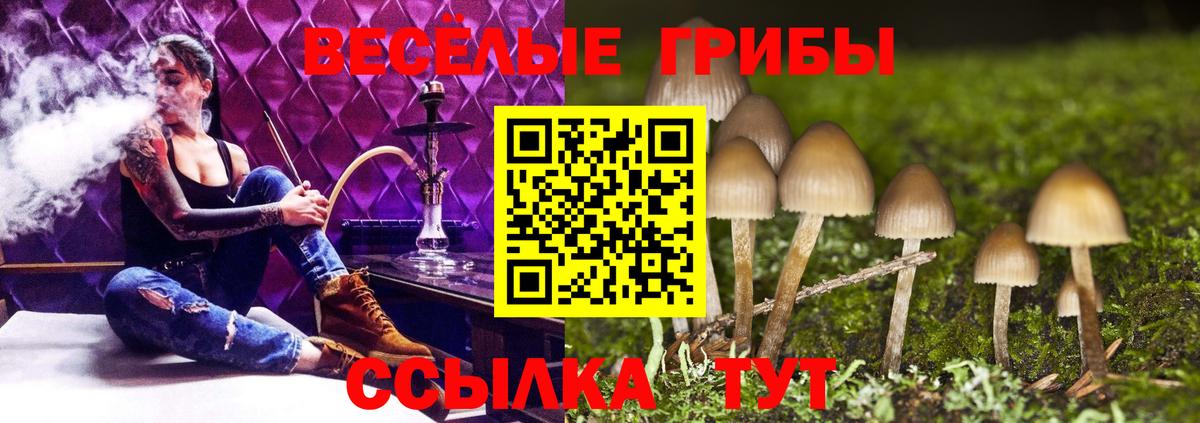 где купить наркоту  Вход с VPN  Ногинск  Галлюциногенные грибы Magic Shrooms 